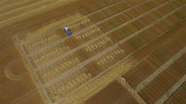 bir buğday alanında çalışan traktör