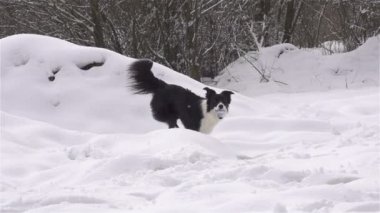 bir top ile çalışan köpek