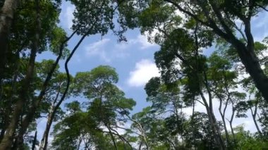 Mangrov ağaç tepelerinin