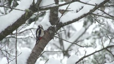 yiyecek aramaya ağaçkakan