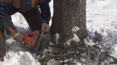 Ağaç kesme forester