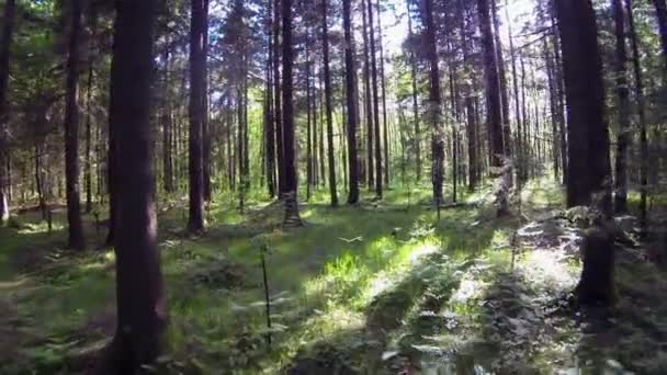 Vliegen door het bos — Stockvideo