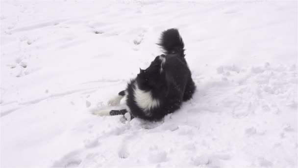 Perro rodando en nieve fresca — Vídeo de stock