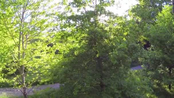 Groene bomen in het voorjaar — Stockvideo