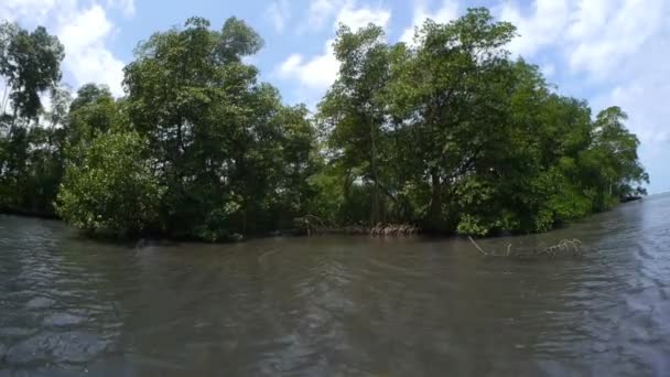 Mangrovové stromy — Stock video