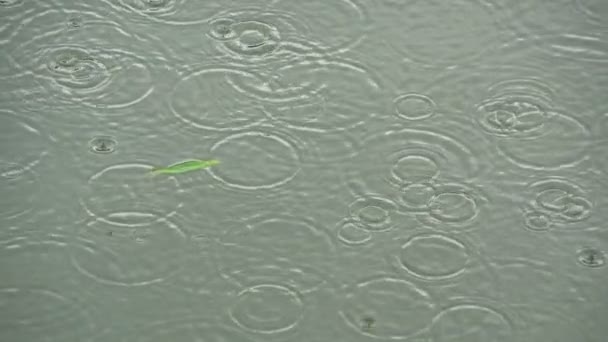 Gouttes de pluie sur la surface de l'eau — Video