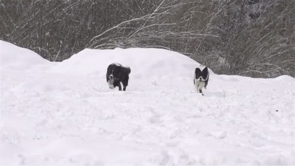 Собаки бегут в свежем снегу — стоковое видео