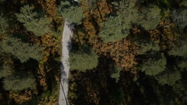 Forêt d'été 
