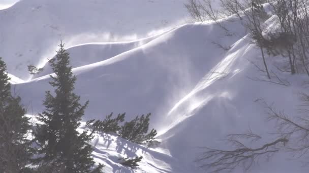 Snöflingor glittrande i stark vind — Stockvideo