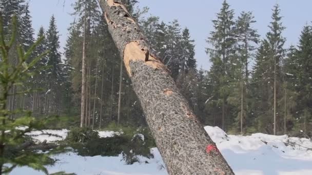 Árbol de abeto cayendo — Vídeo de stock