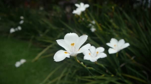 Weiße tropische Blumen — Stockvideo