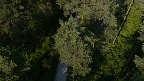 Stigen genom skogen — Stockvideo