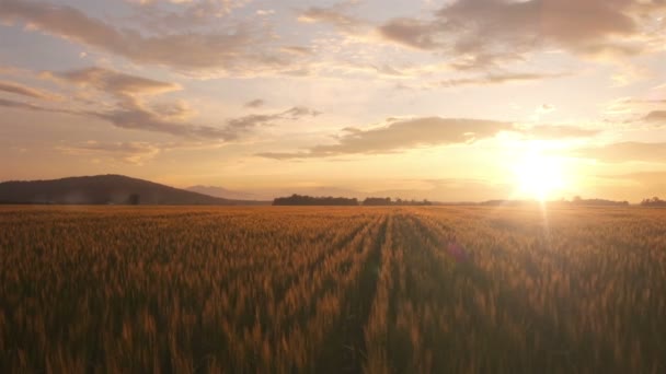 Weizenfeld bei Sonnenuntergang — Stockvideo