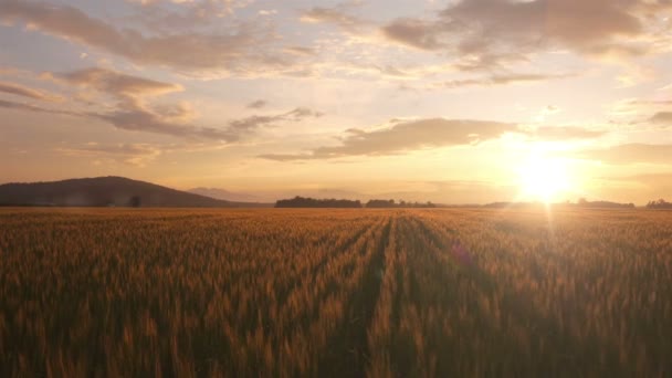 Campo de trigo ao pôr do sol — Vídeo de Stock