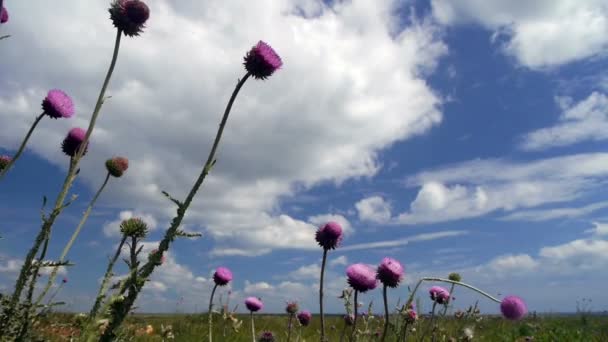 Wilde bloemen — Stockvideo