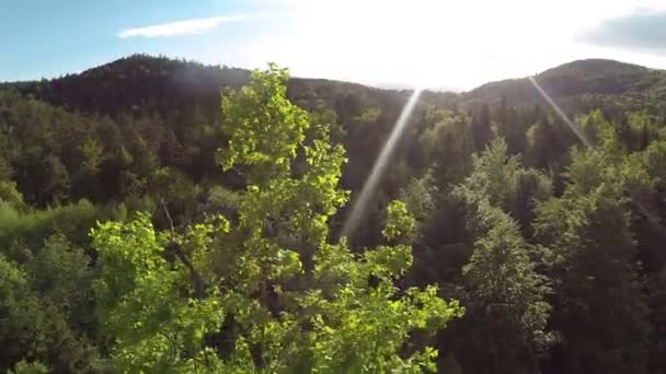 Alrededor de la copa del árbol — Vídeo de stock