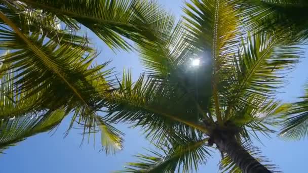 렌즈 섬광 이 있는 야자나무 — 비디오