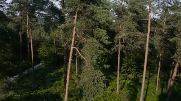 Forêt en été 