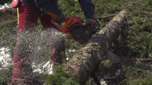 Lumberjack cortando um tronco de árvore — Vídeo de Stock