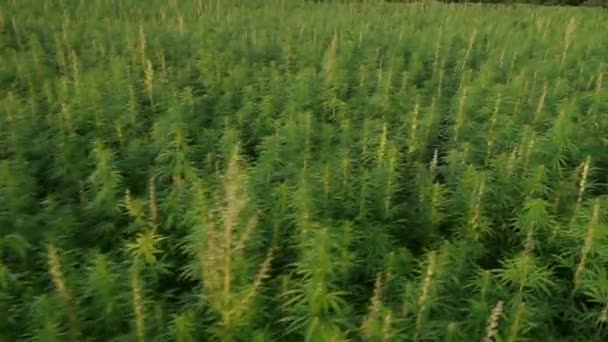 Marijuana field — Stock Video