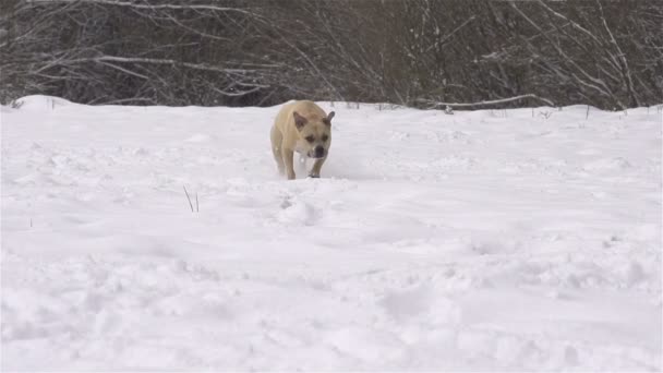 Dog running towards camera — Stock Video