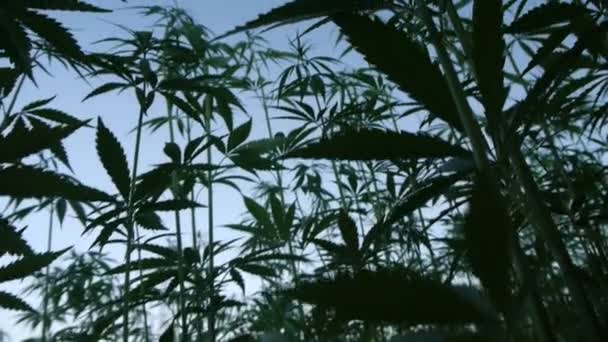 Смотреть видео про марихуану ловля карпа на семена конопли