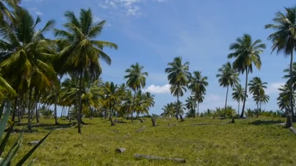 Ilha tropical — Vídeo de Stock
