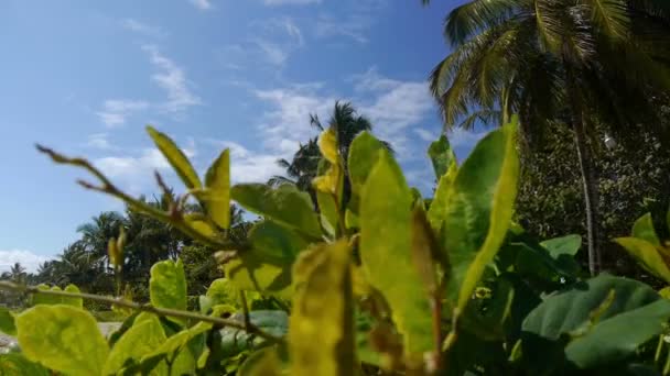 Playa caribeña con sonido del océano — Vídeo de stock