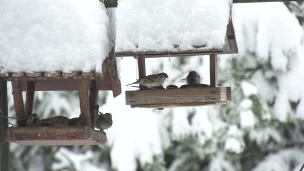 Sparrows ficam com medo de pica-pau — Vídeo de Stock