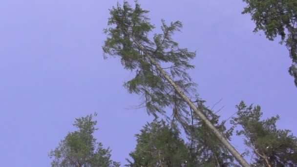 Büyük çam ağacının düşme — Stok video