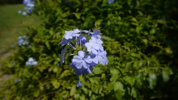 Τροπική λουλούδι — Αρχείο Βίντεο