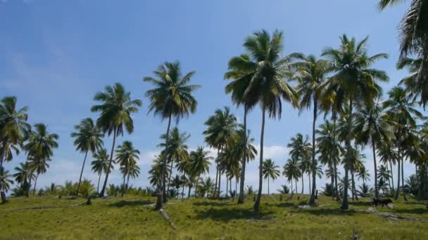 加勒比岛屿 — 图库视频影像