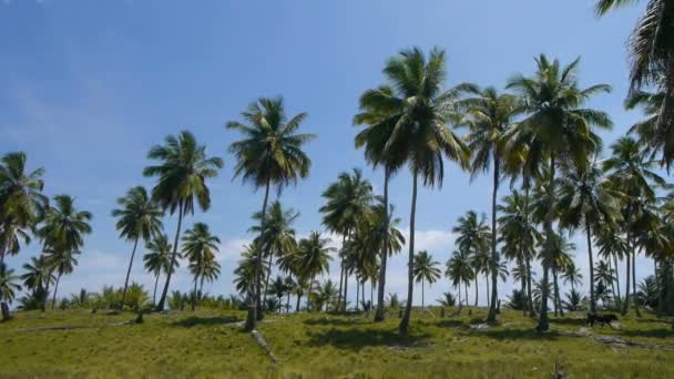 Caribbean island — Stock Video