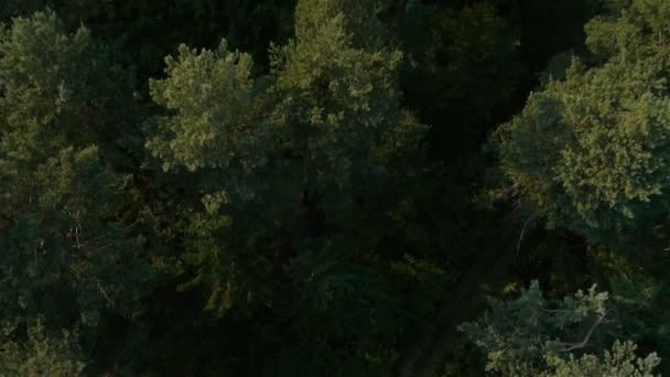 La cime des arbres en forêt 