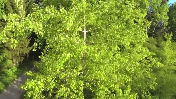 Aufstieg über den Baum — Stockvideo