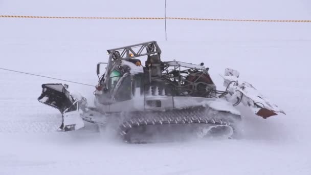 Chat des neiges sur piste de ski — Video