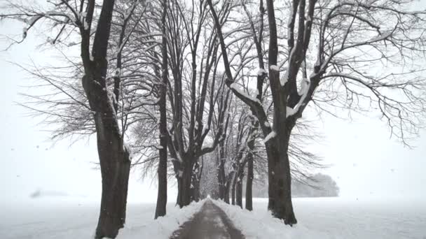 Promenade dans les arbres en hiver 