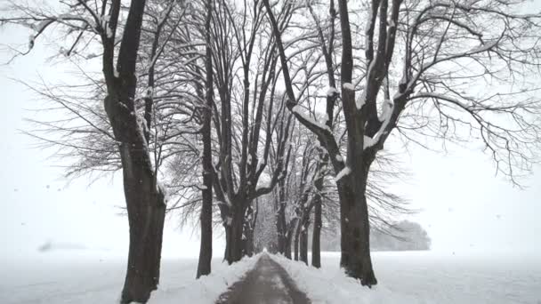 Tree promenade in winter — Stock Video