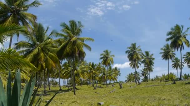 Palmiers sur une île tropicale 