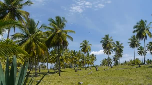 Palmas em uma ilha tropical — Vídeo de Stock