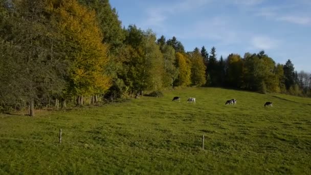 Koeien op bos glade — Stockvideo