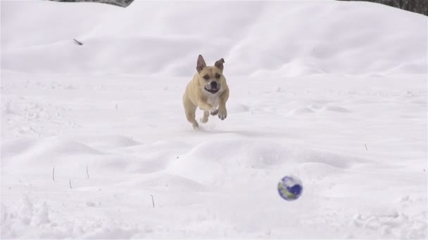 Hund i vinter — Stockvideo