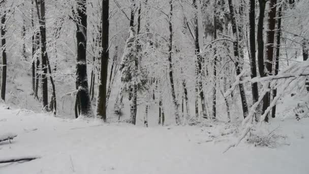 Invierno en el bosque — Vídeos de Stock