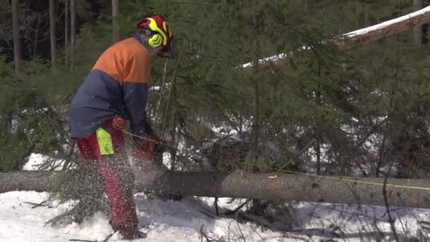 Madera que trabaja en el bosque — Vídeos de Stock