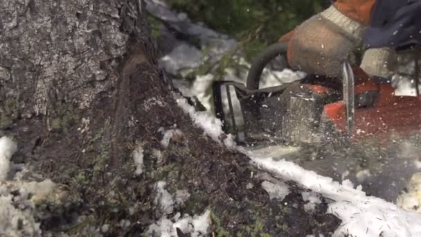 Forestal talando un árbol — Vídeo de stock