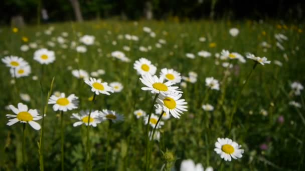 Marguerites blanches — Video