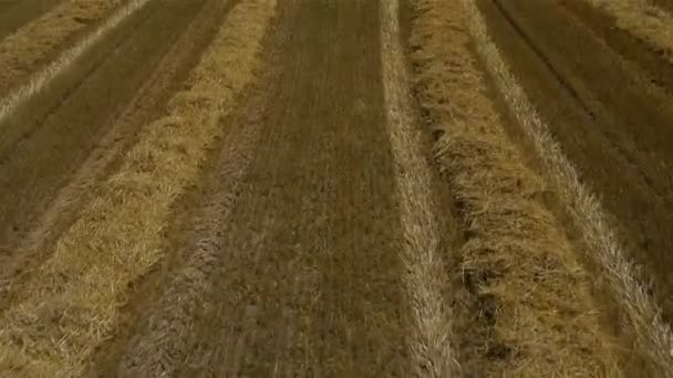 Campo di grano — Video Stock