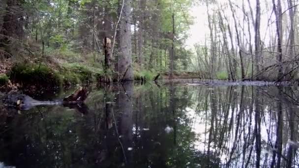 Tiefflug über den Teich — Stockvideo