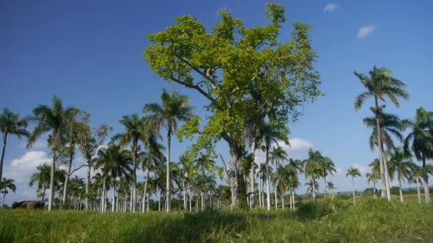 Tropical trees — Stock Video