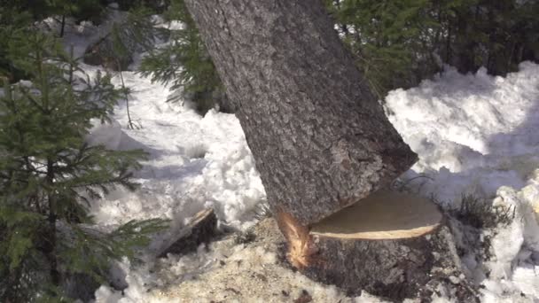 Spruce trädet faller ner — Stockvideo